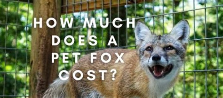 How Much Does a Fox Weigh Know How Community